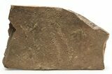 Cruziana (Fossil Trilobite Trackway) - Morocco #256848-1